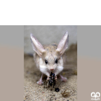 گونه دوپای فیروز Iranian jerboa